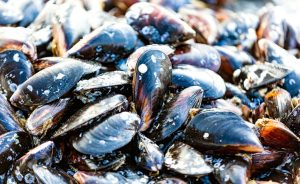 moules crues
