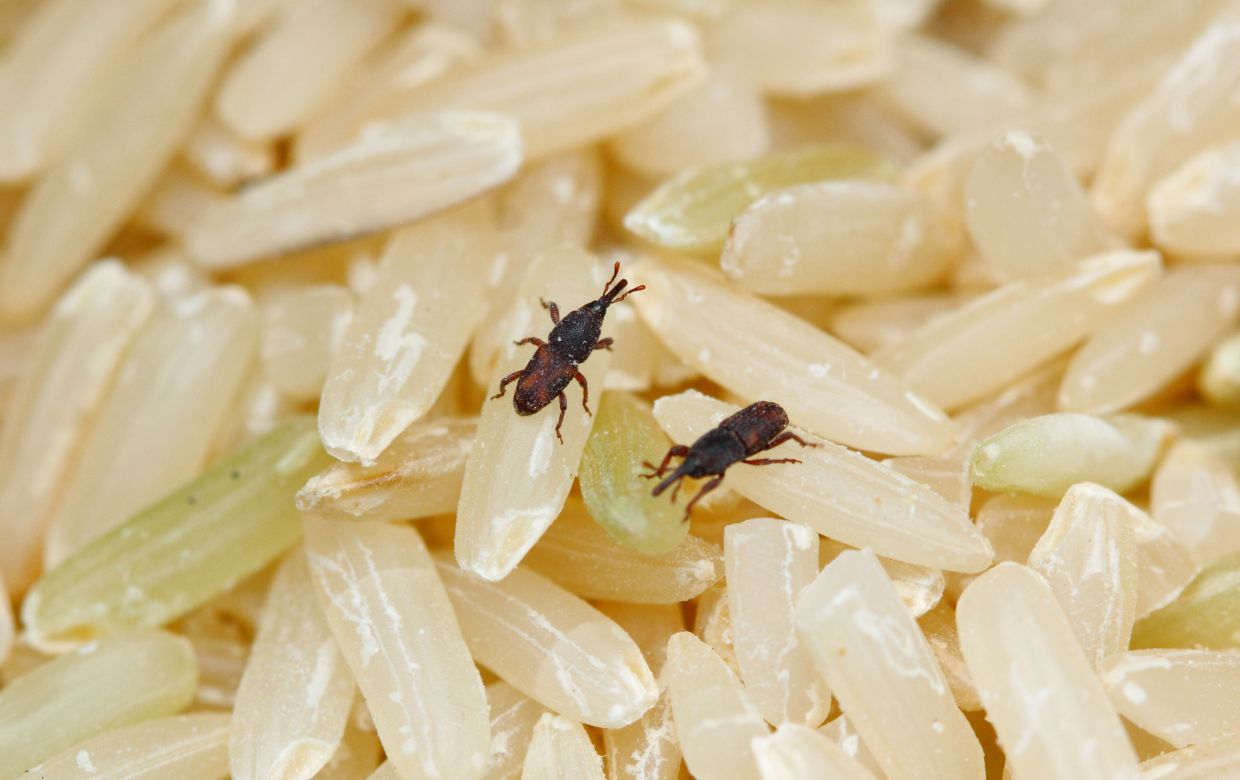 riz avec des charançons